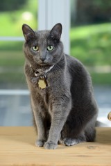 Korat Kitten