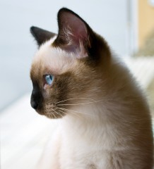 Mekong Bobtail Cat