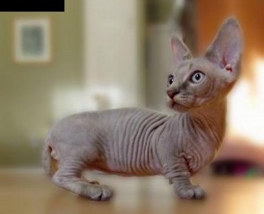 Minskin Kitten
