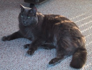 Nebelung2-MaggieO-MCB
