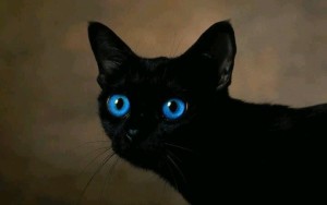 Ojos Azules Cats