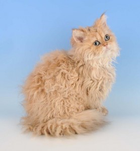 Oregon Rex Kitten