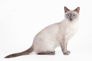 Thai Kitten