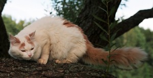 Turkish Van