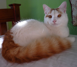 Turkish Van Cat