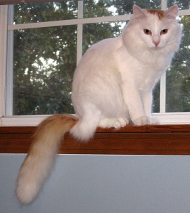 Turkish Van Cat on window