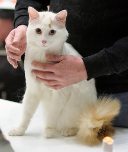 Turkish Van Kitten