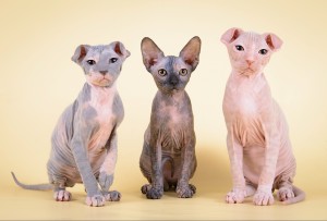 Ukrainian Levkoy Cats