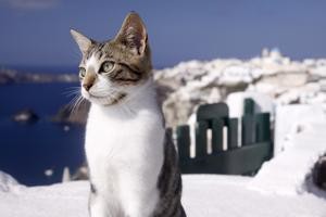 aegean-cat-with-landscape