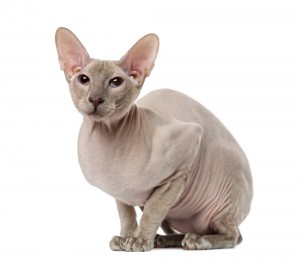 Peterbald Kitten